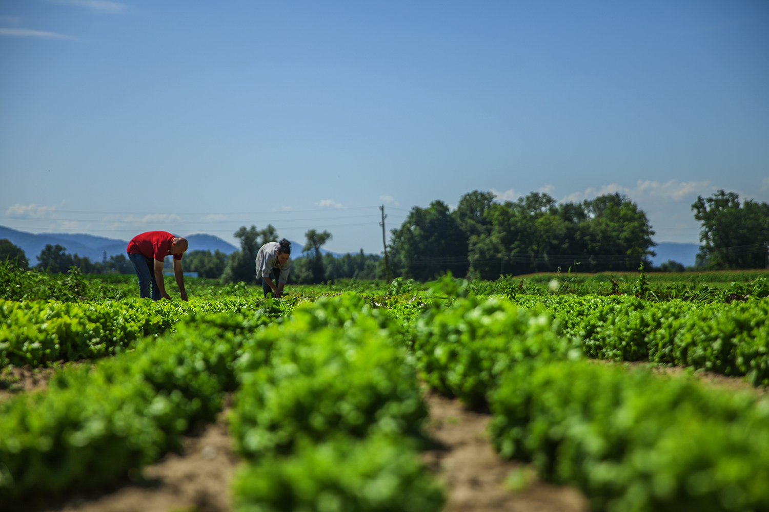 Agriculture Field