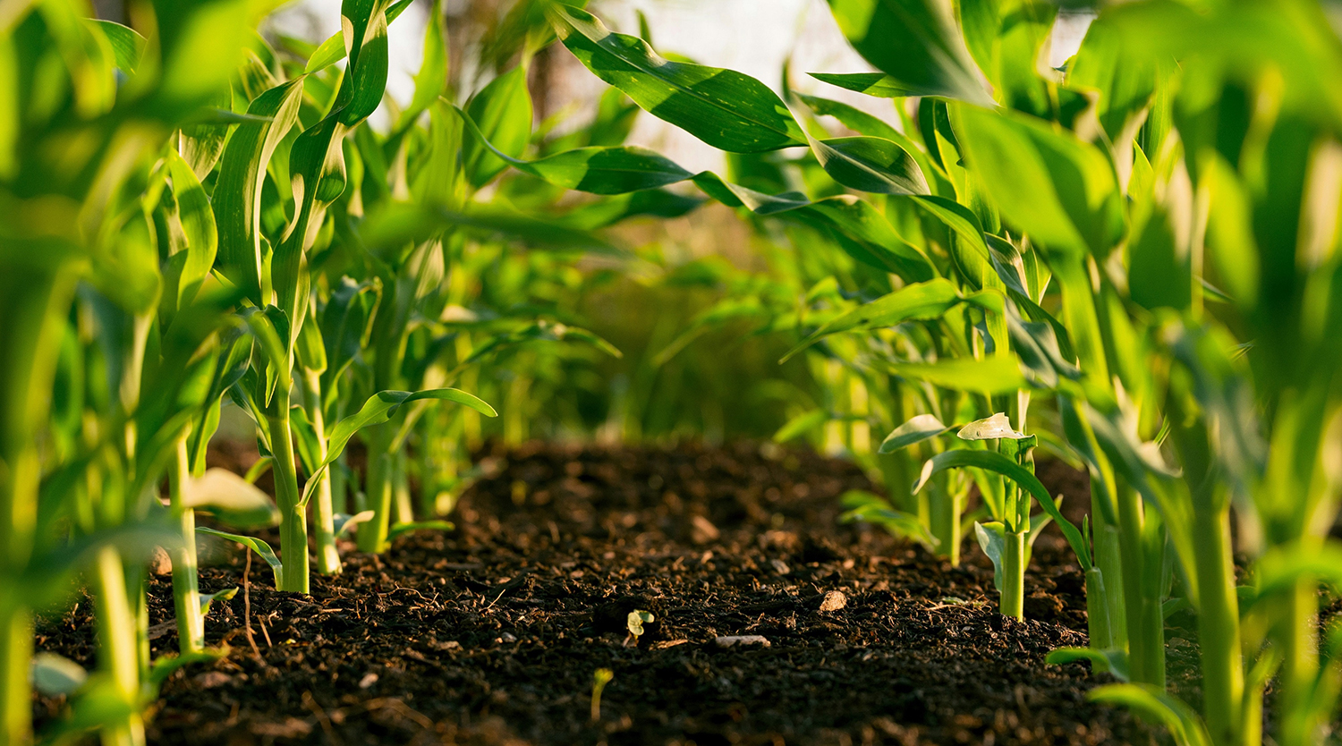 Farming